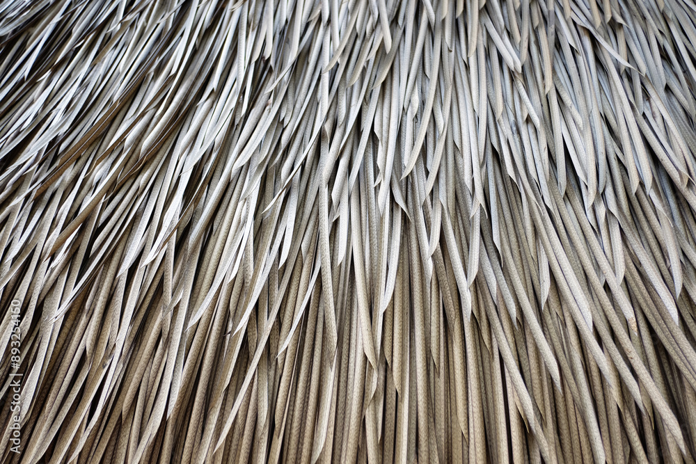 Closeup image of dry nypa fruticans or nipa palm leaves used as roof material for thatched houses or dwellings. Closeup image of dry nypa fruticans or nipa palm leaves used as roof material for thatched houses or dwellings.