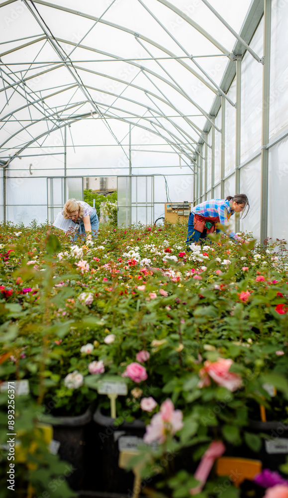 Two women working in the flower greenhouse selecting roses for pollination to create a new variety. Two women working in the flower greenhouse selecting roses for pollination to create a new variety.
