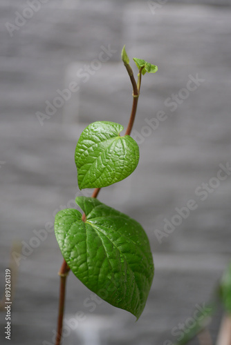 Betel leaves, a part of the pepper family species, commonly used as flavoring in chewing areca nut (betel nut chewing). photo