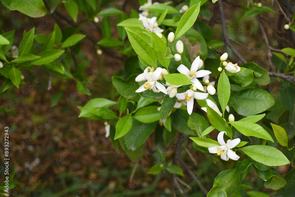White little flower on orange tree, Blossoming orange tree flowers, closeup of Orange tree branches with white flowers, buds and leaves, Chakwal, Punjab, Pakistan White little flower on orange tree, Blossoming orange tree flowers, closeup of Orange tree branches with white flowers, buds and leaves, Chakwal, Punjab, Pakistan