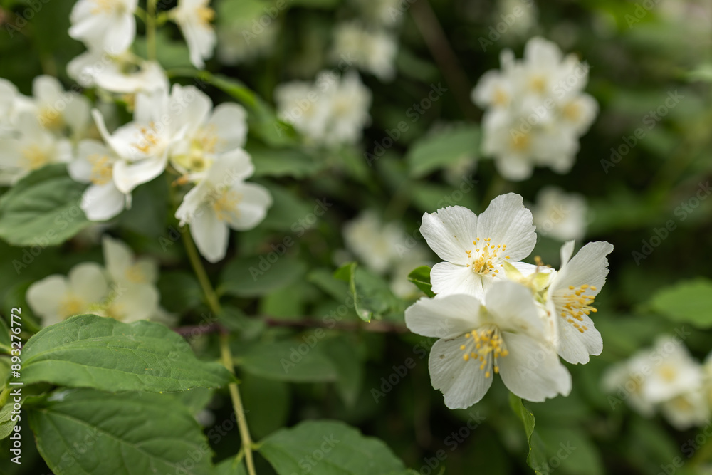Beautiful white jasmine blossom flowers in spring time. Background with flowering jasmine bush. Beautiful white jasmine blossom flowers in spring time. Background with flowering jasmine bush.