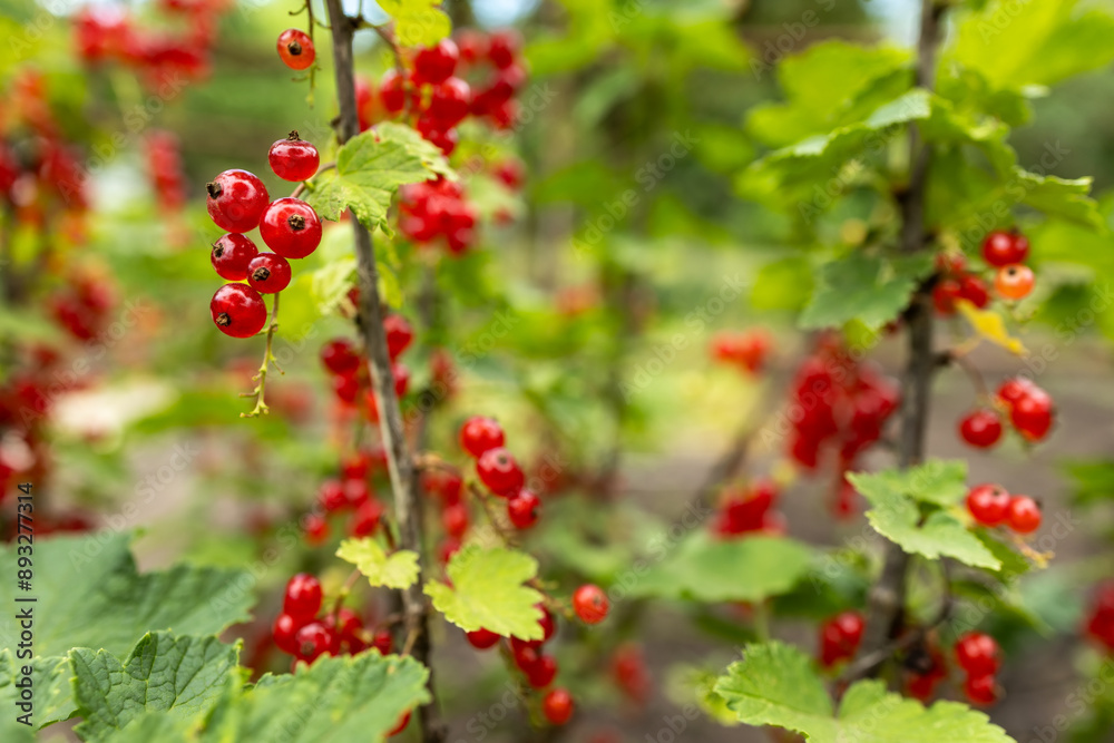 Branch of ripe red currant in a garden Branch of ripe red currant in a garden
