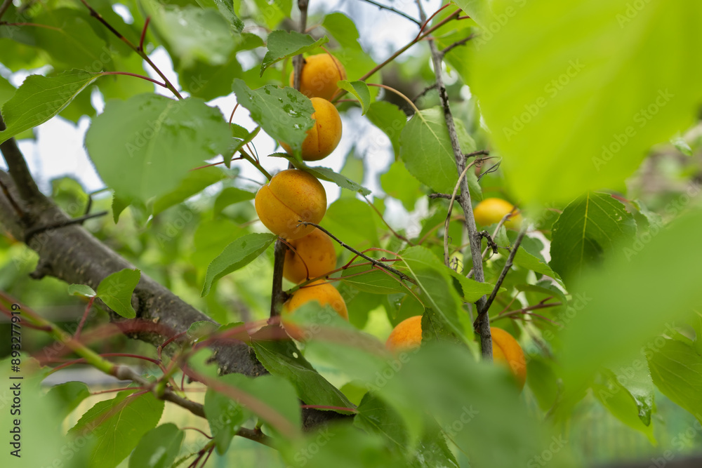 branch of the ripe apricots in the orchard branch of the ripe apricots in the orchard