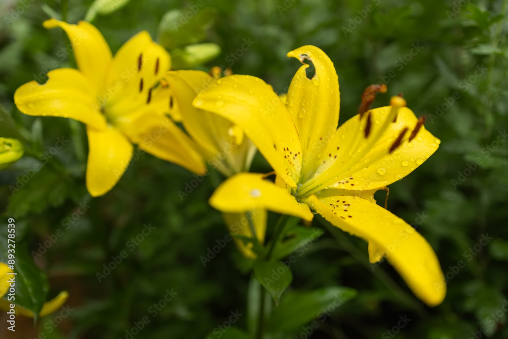Close-up of yellow Lilly flower, or Lillium, with green leaves. Small water drops of dew lie on leaves and petals.