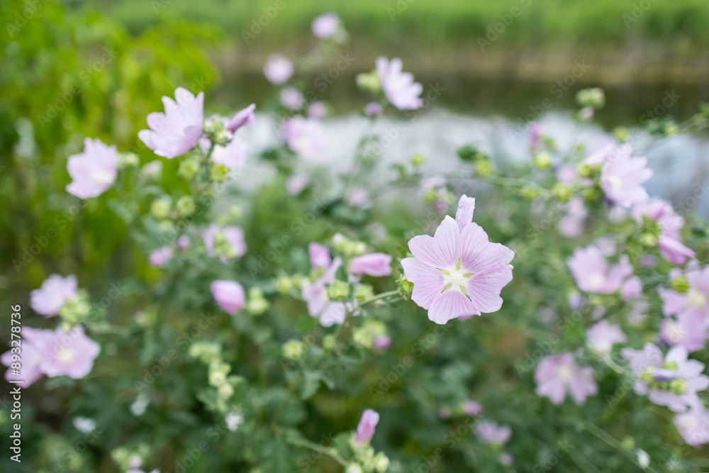 Malva thuringiaca Lavatera thuringiaca blooms in the wild in summer Malva thuringiaca Lavatera thuringiaca blooms in the wild in summer