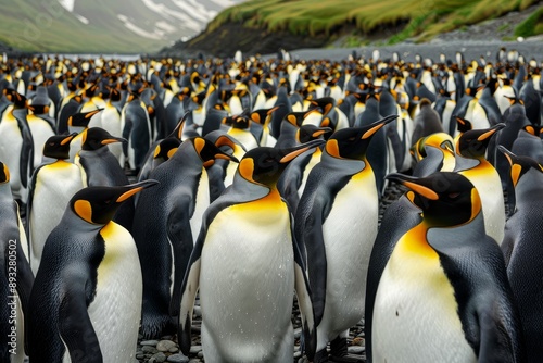 King penguin colony (Aptenodytes patagonicus) photo