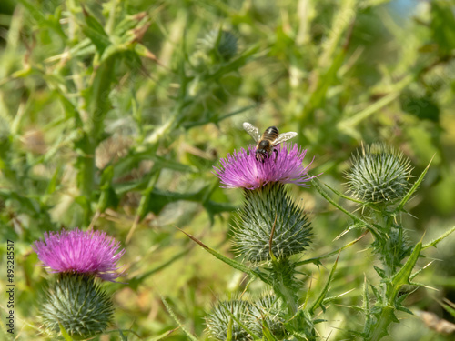 Honey bee collects pollen and nectar from cirsium vulgare, spear thistle, bull thistle or common thistle pink inflorescences. photo