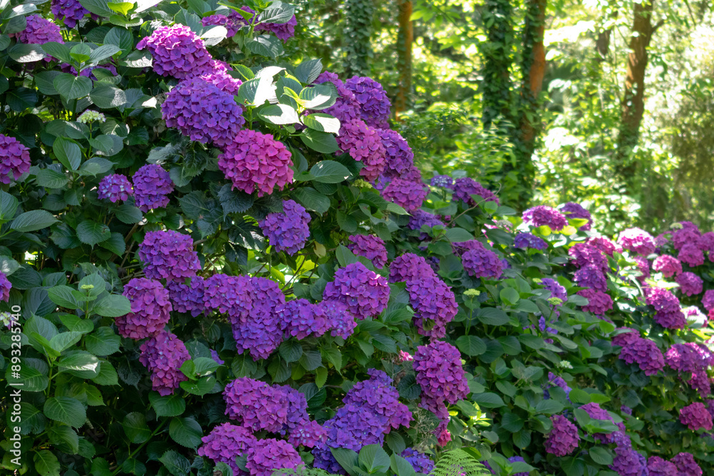 French hydrangea with purple flowers garden hedge. French hydrangea with purple flowers garden hedge.