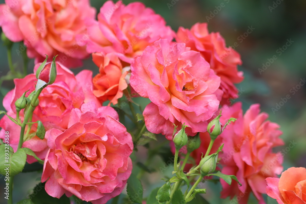 Beautiful pink rose on a green background. Close up.