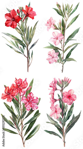 Watercolor Oleander Nerium Flower On Transparent Background