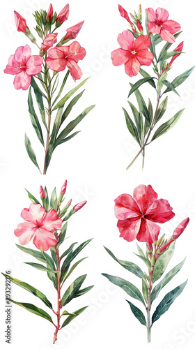 Watercolor Oleander Nerium Flower On Transparent Background