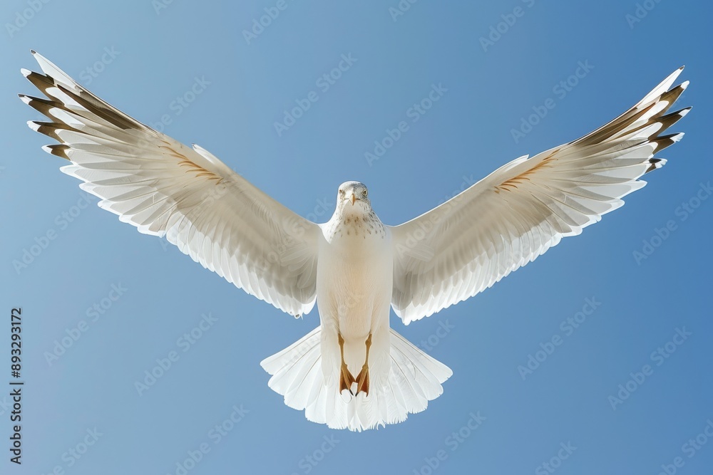 Fototapeta premium viewed from below the underside of a seagull with spread wings flying in a clear blue sky
