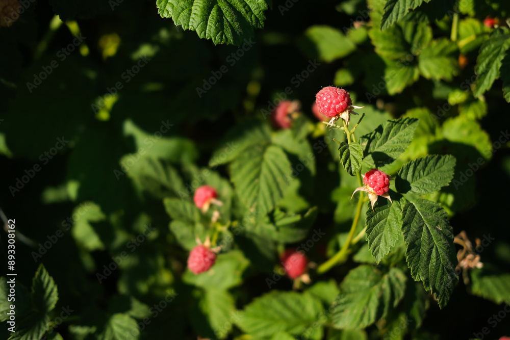 Close-up of ripe raspberries ready to be picked. Growing organic berries in an orchard. Close-up of ripe raspberries ready to be picked. Growing organic berries in an orchard.