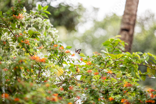 A Beautiful Butterfly in  Garden