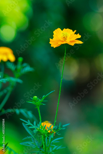 Yellow Cosmos flowers, COSMOS FLOWER,  Cosmos Flowers with fresh green leaves garden