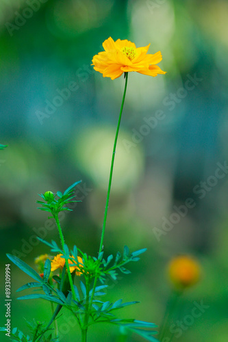 Yellow Cosmos flowers, COSMOS FLOWER,  Cosmos Flowers with fresh green leaves garden
