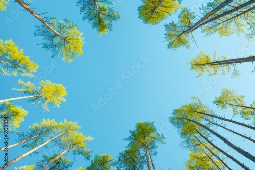 Upward View of Tall Trees Against Clear Blue Sky