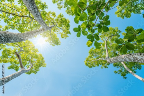 View of Tree Canopy and Clear Blue Sky