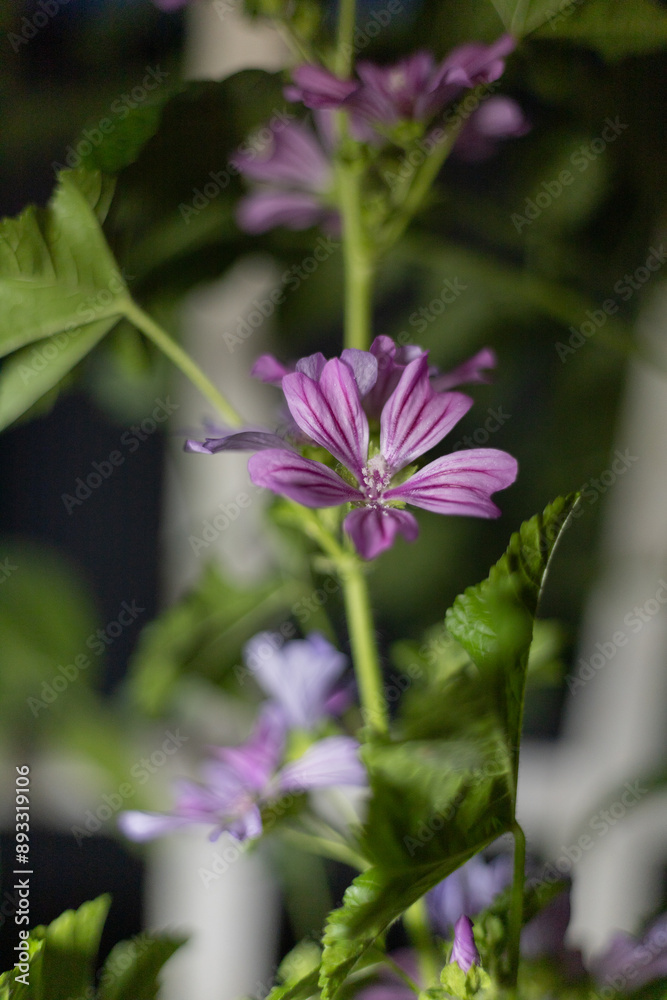Obraz premium Malva sylvestris