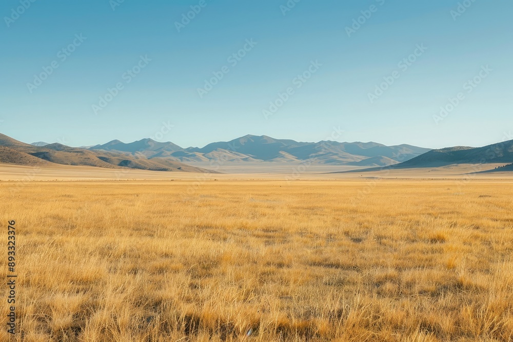 Fototapeta premium Expansive Golden Grasslands Under Blue Sky