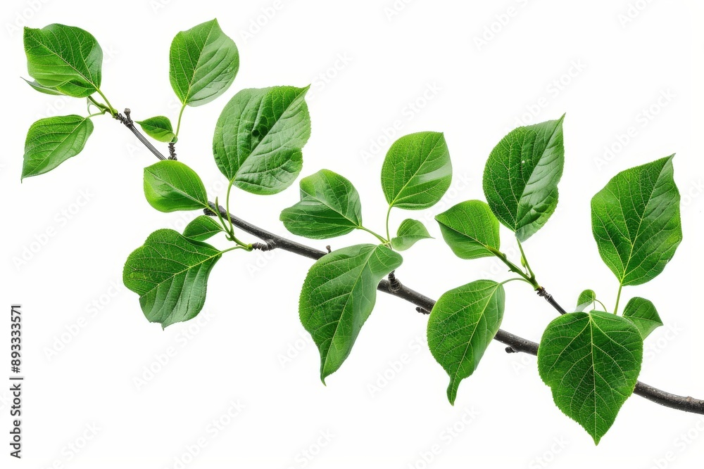 Isolation of a branch with green leaves on a white background, fresh grass, herb illustration, decorative plant, natural floral design, organic nature sign, agriculture symbol, ecology icon. Isolation of a branch with green leaves on a white background, fresh grass, herb illustration, decorative plant, natural floral design, organic nature sign, agriculture symbol, ecology icon.