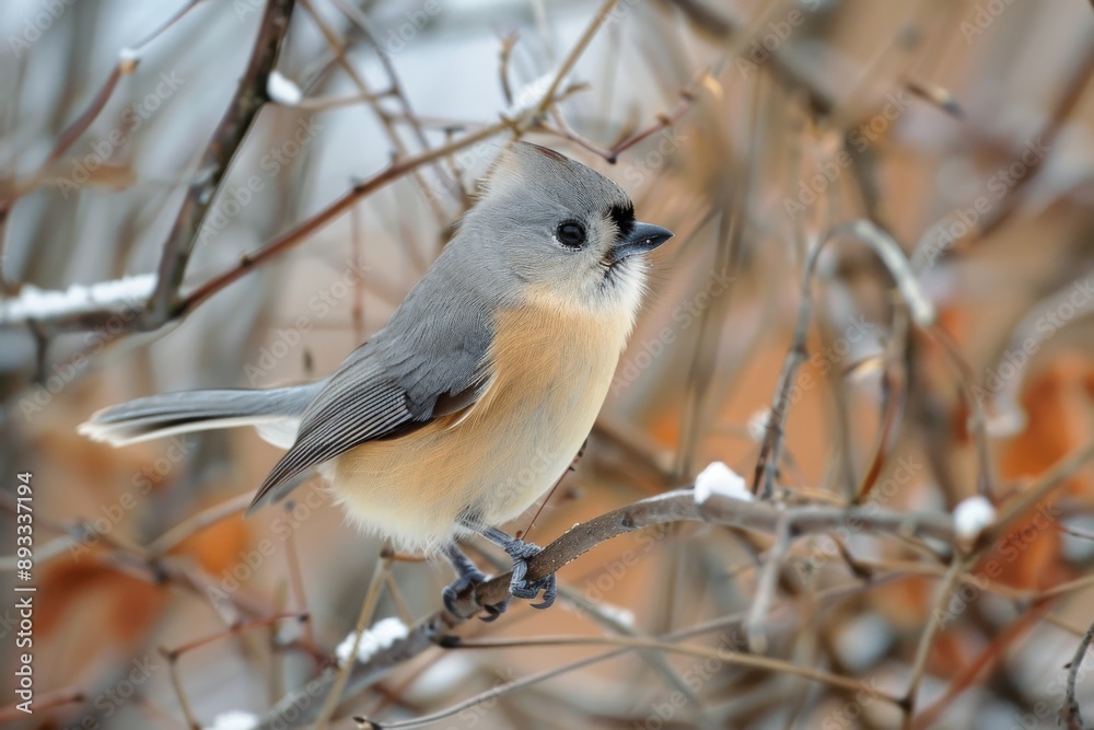 Tufted Titmouse