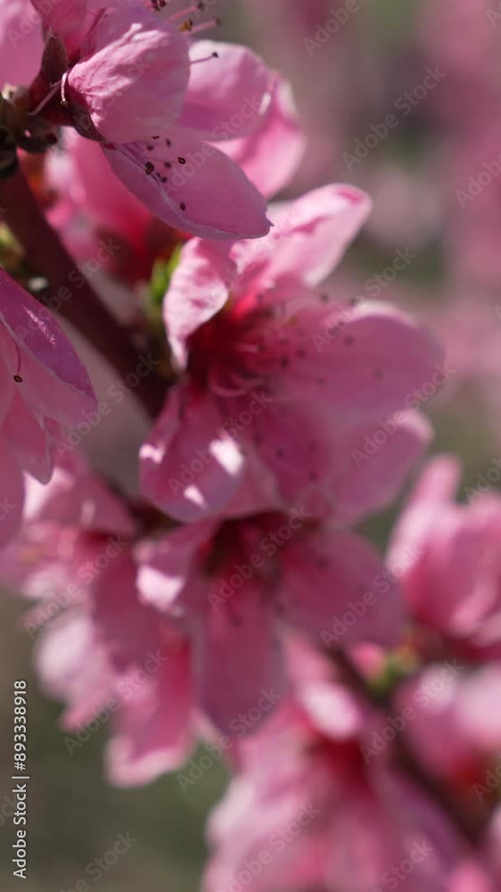 Peach Blossoms in the Springtime Peach Blossoms in the Springtime