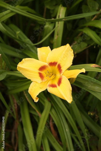 yellow flower with dew drops