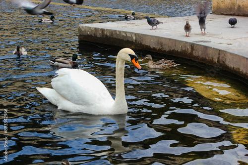 Fototapeta Naklejka Na Ścianę i Meble -  Ducks and a swan swimming in a pond, surrounded by pigeons