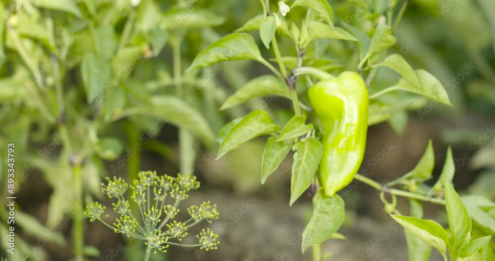 Ripe Green Paprika in the Garden. Ripe Green Paprika in the Garden.