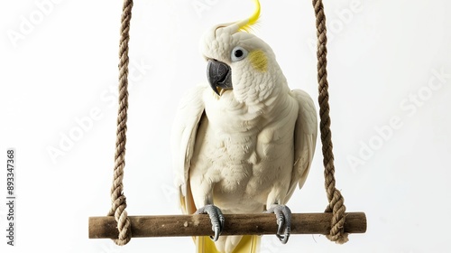 A Cockatoo with a curious tilt of the head, listening intently while perched on a swing, isolated on a white background.