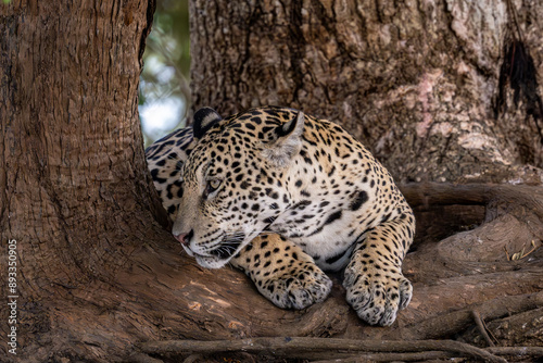 Canvas Print Pantanal Jaguar Lying under a large tree