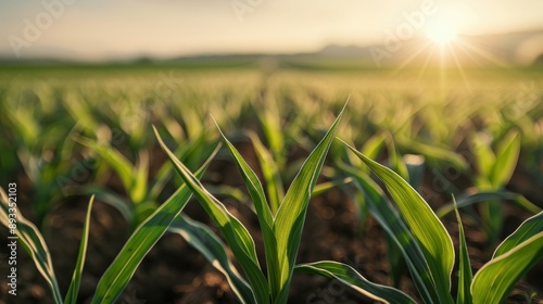 Rows of green corn plants basking in the morning sun, showcasing the promise of a bountiful harvest and the beauty of agricultural practices under a clear sky.