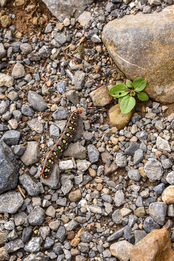 Spurge Hawk-moth Caterpillar: Colorful and toxic crossing a path way in the mountains