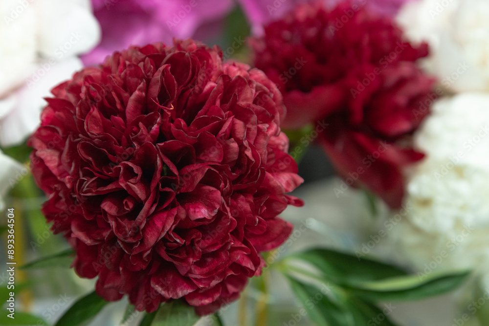 beautiful red, burgundy peony Pettycoat parade flower. Closeup. Blurred background beautiful red, burgundy peony Pettycoat parade flower. Closeup. Blurred background