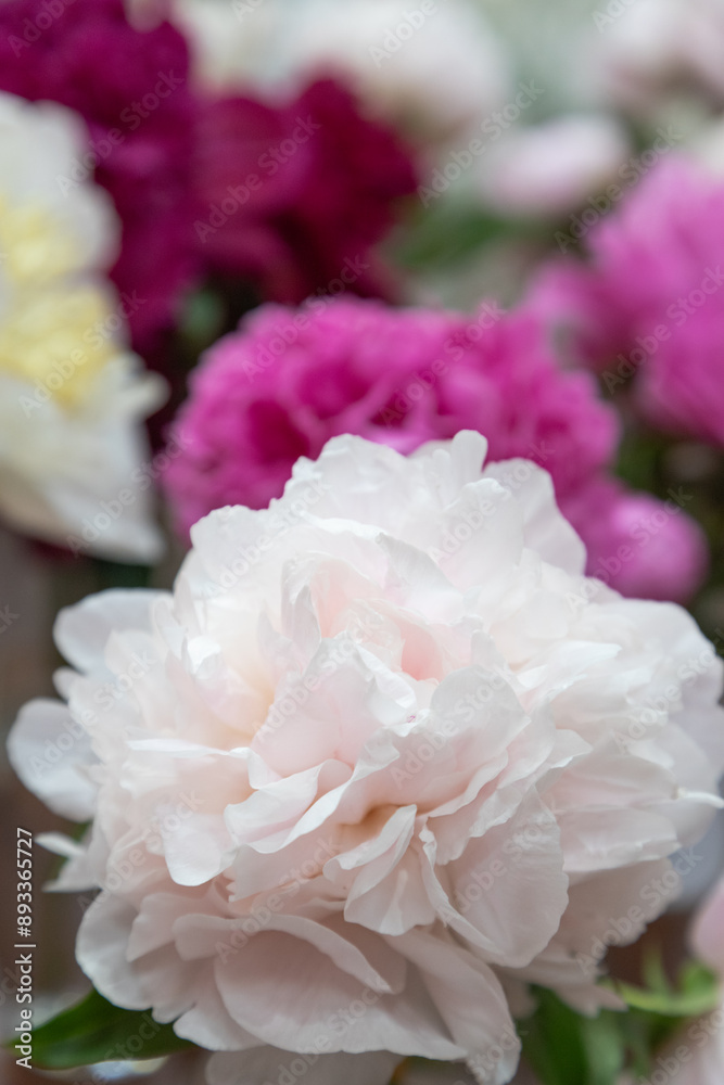 beautiful pink purple peony My Love flower. Closeup. Blurred background beautiful pink purple peony My Love flower. Closeup. Blurred background