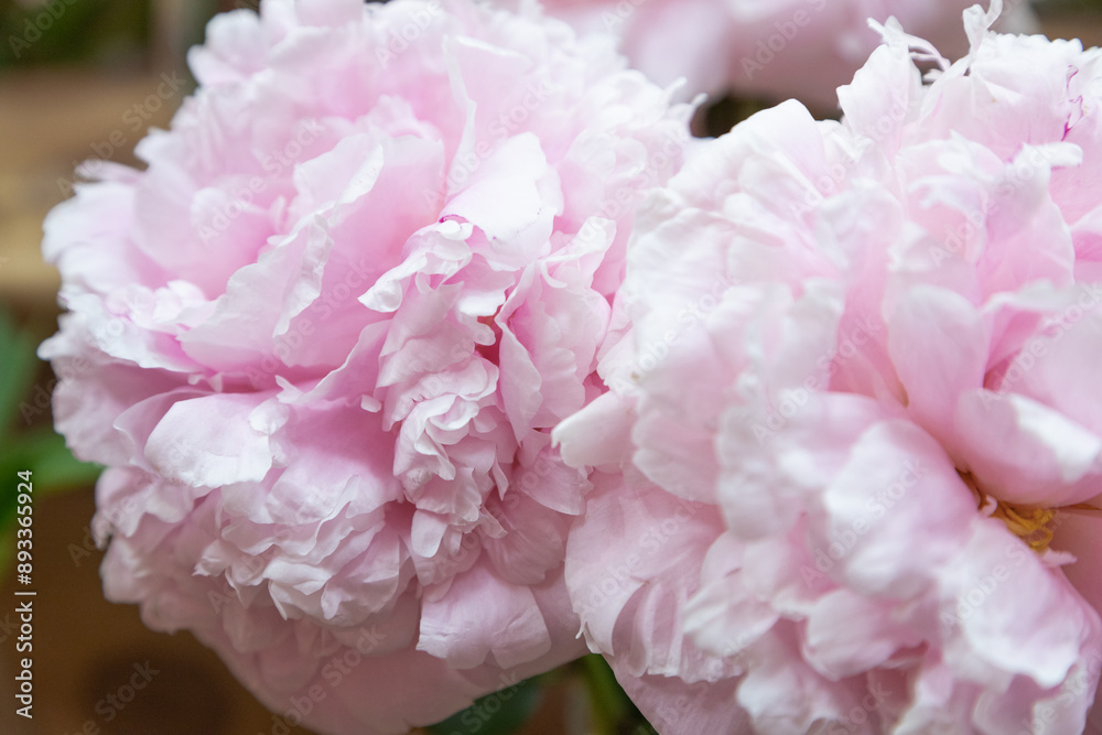 beautiful pink purple peony Strassburg flower. Closeup. Blurred background beautiful pink purple peony Strassburg flower. Closeup. Blurred background
