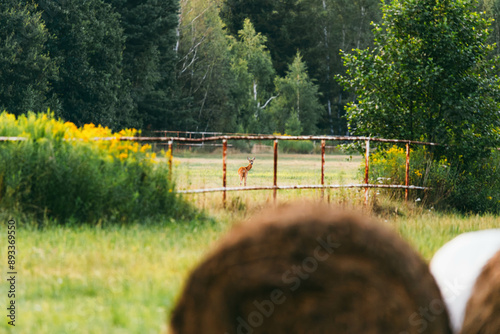 Deer in the morning field photo