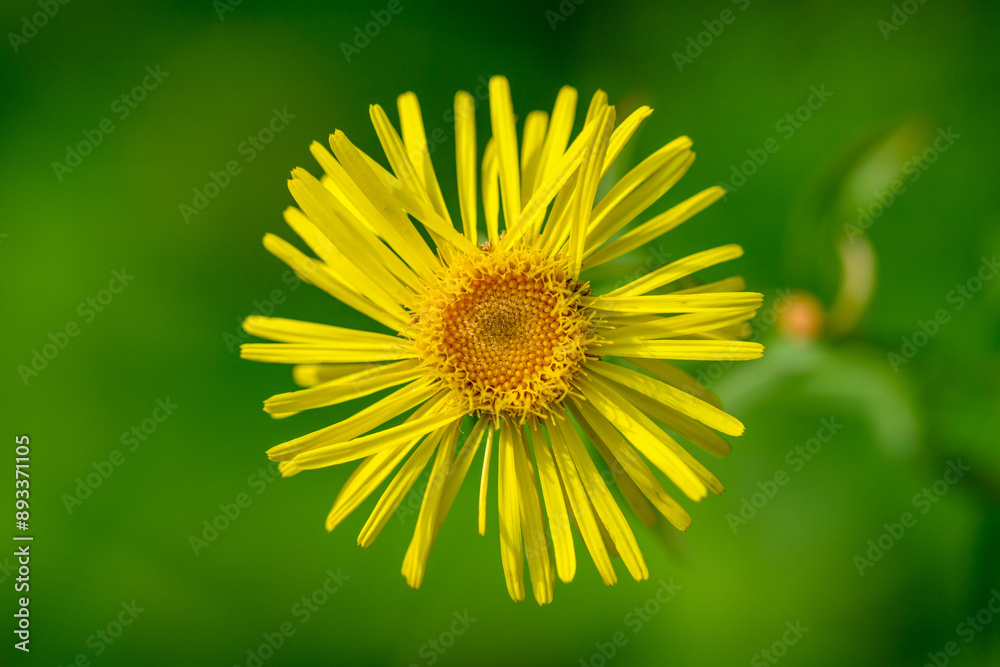 Obraz premium Bloom of yellow flowers close-up view on green background
