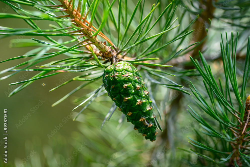 Green pine cone on a twig with green needles Green pine cone on a twig with green needles