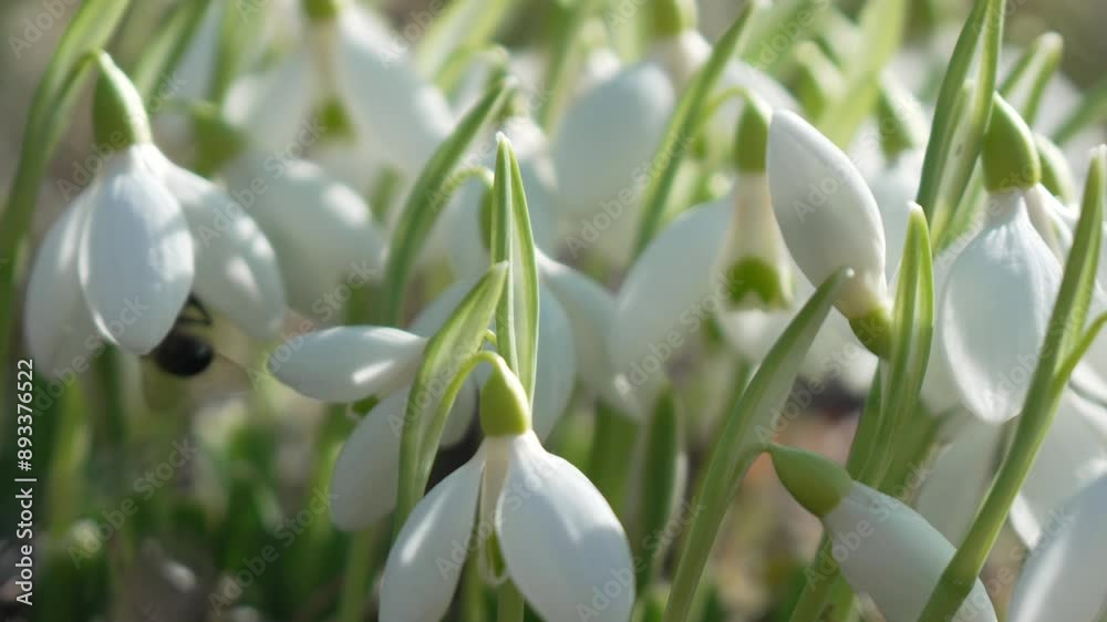 Snowdrops, flower, spring. White snowdrops bloom in garden, early spring, signaling end of winter. Snowdrops, flower, spring. White snowdrops bloom in garden, early spring, signaling end of winter.