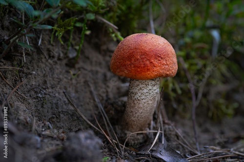 World Mushroom Day. National Mushroom Day. Brown Forest Mushroom. Summer photo