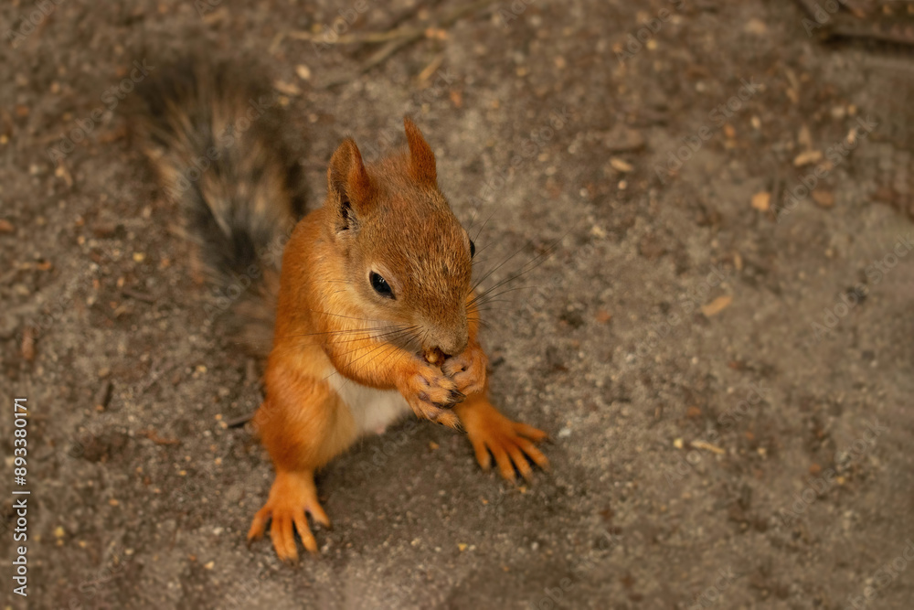Squirrel eating a nut in green summer forest Squirrel eating a nut in green summer forest