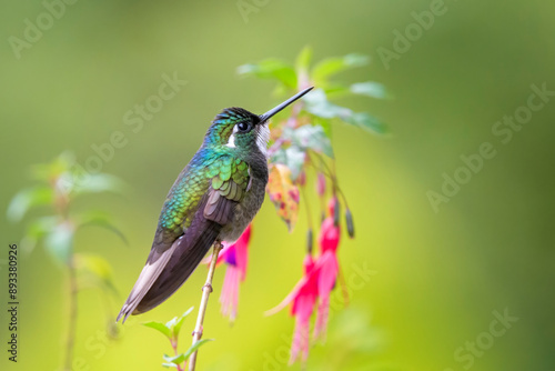 White-throated Mountain Gem (Lampornis castaneoventris) portrait, seen from the side, San Gerrardo de Dota, Costa Rica. photo