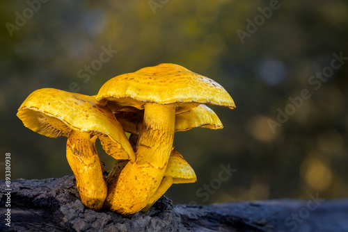 Spectacular rustgill (Gymnopilus junonius) mushrooms growing on wood, North Holland, Netherlands.