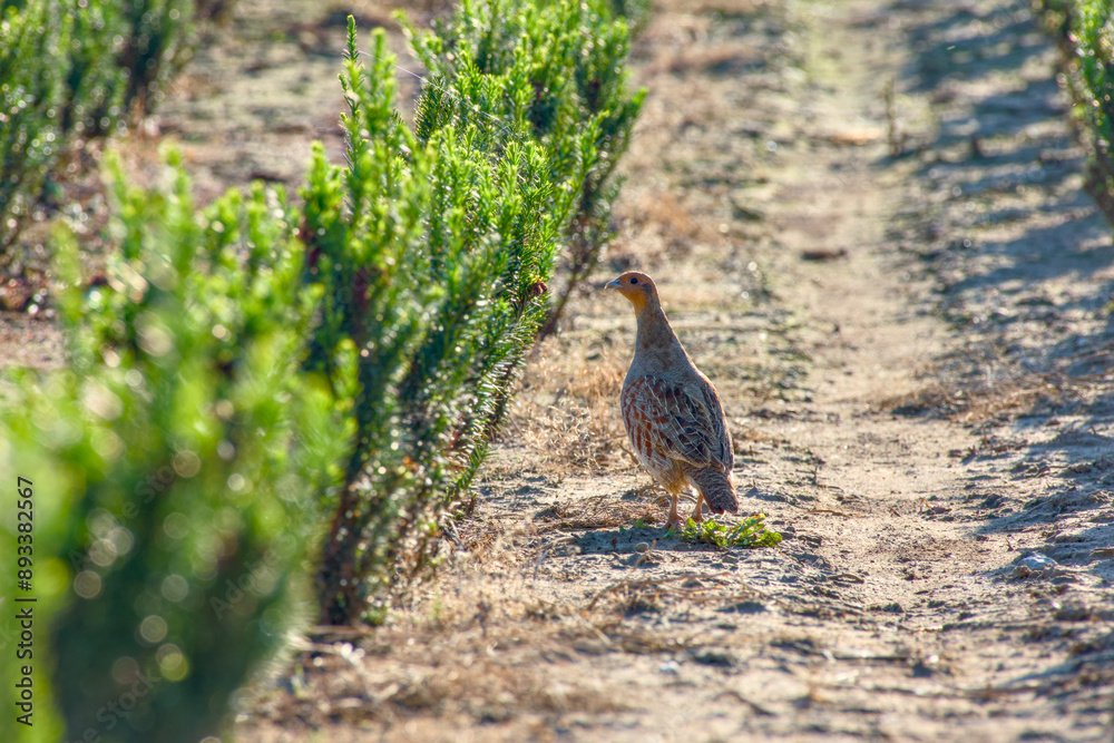 a grey partridge in the field a grey partridge in the field