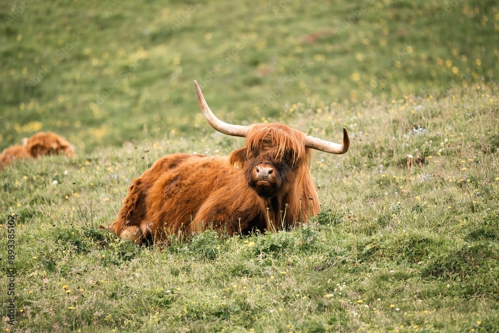 Beautiful ox in the middle of a magnificent green meadow high in the mountains during a cloudy day
Beautiful ox in the middle of a magnificent green meadow high in the mountains during a cloudy day