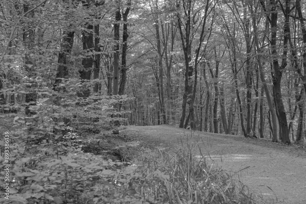 Fototapeta path in the woods