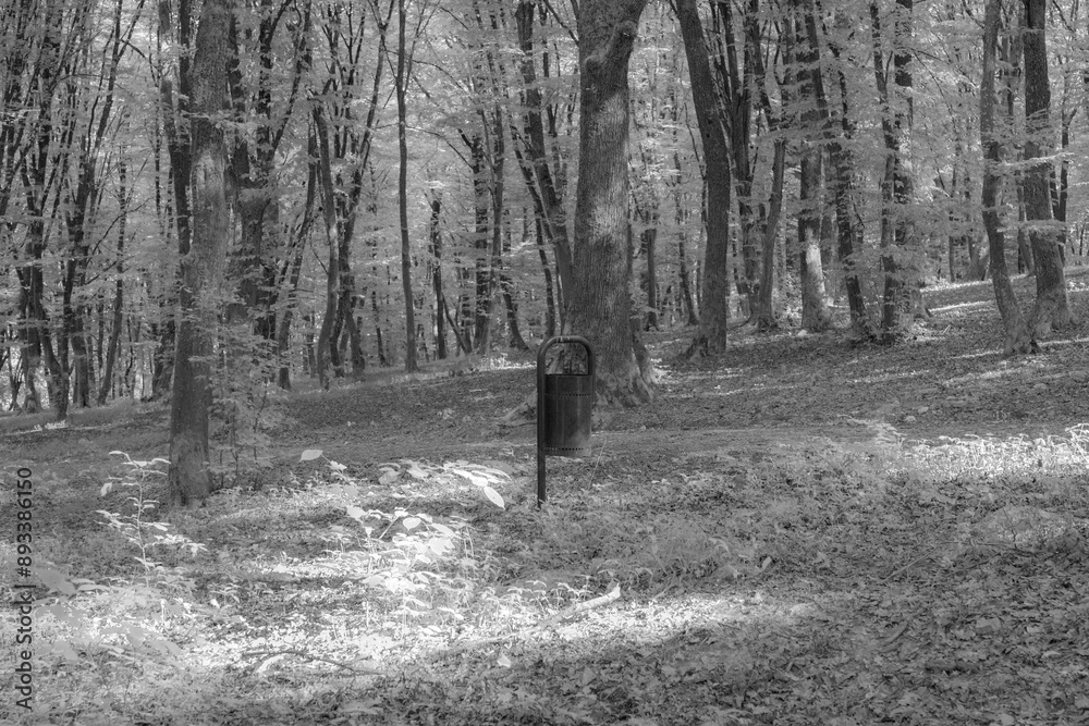 Naklejka premium walking in the woods