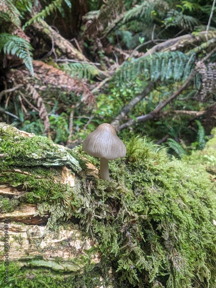 Obraz premium mushroom in forest